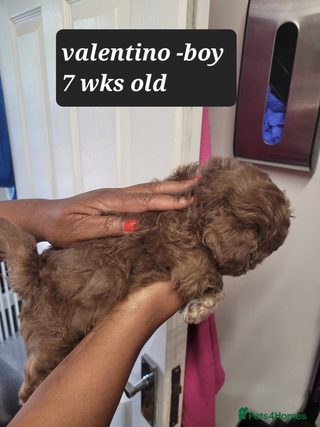 Toy Poodle dogs for sale: Asian toy poodle  - Image 18