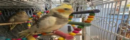 Cockatiels birds for sale: Cockatiels and cage for sale in Feltham - Advert 4