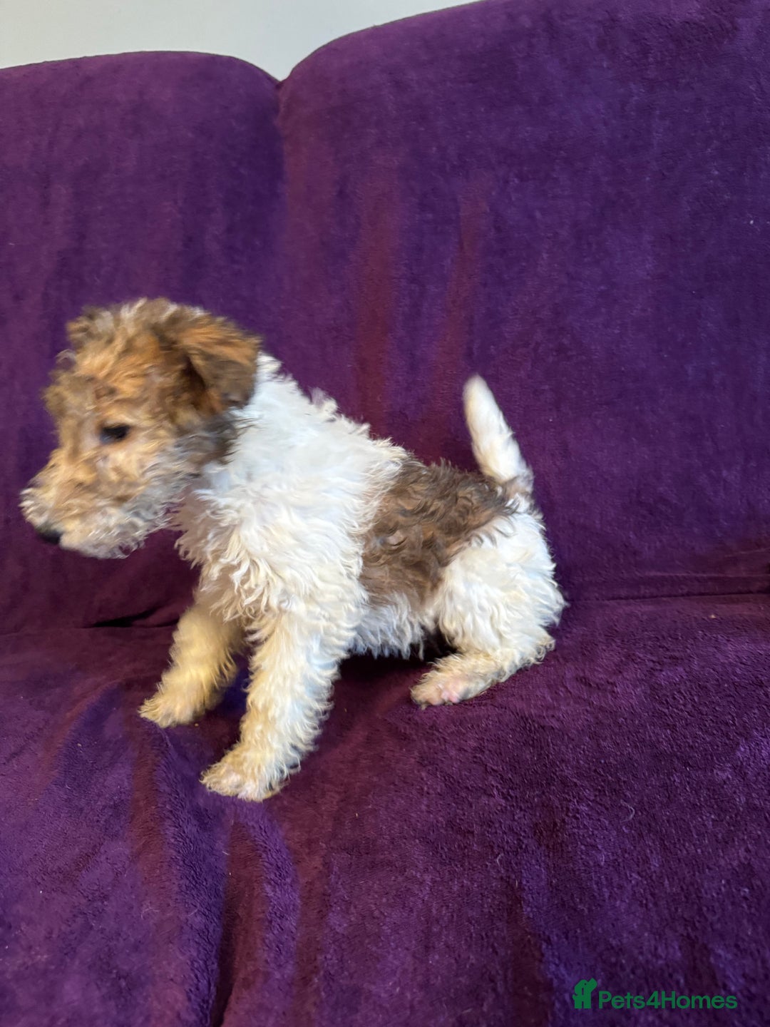Fox Terrier dogs for sale: Stunning wire fox terrier puppies  - Advert 16