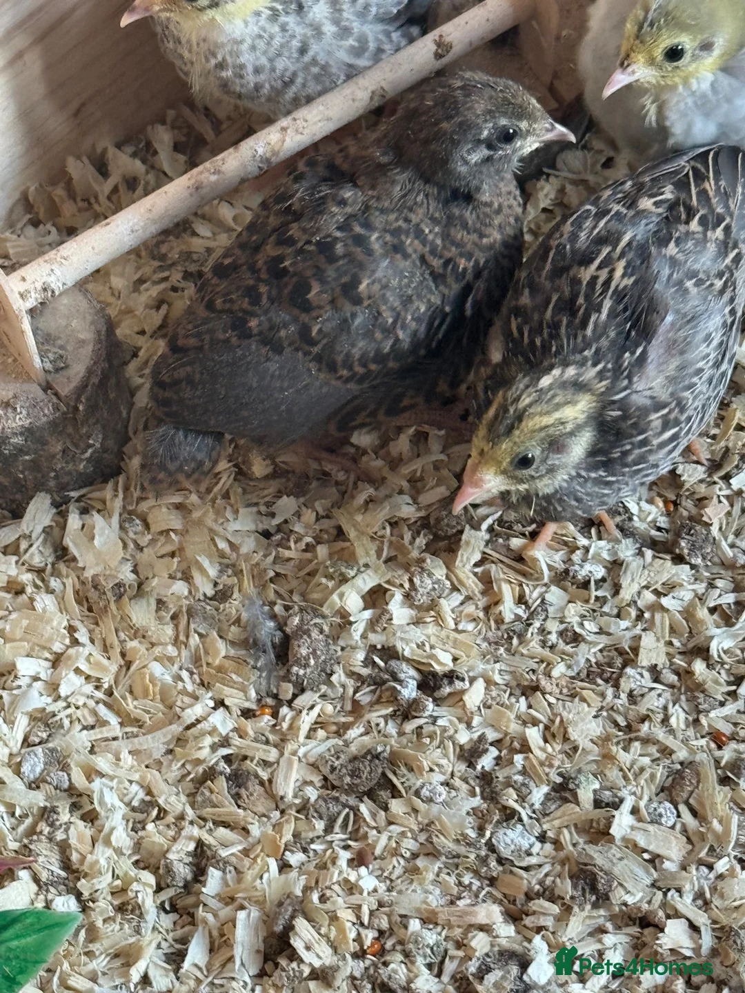 Quail poultry for sale: Button Quail  - Advert 2