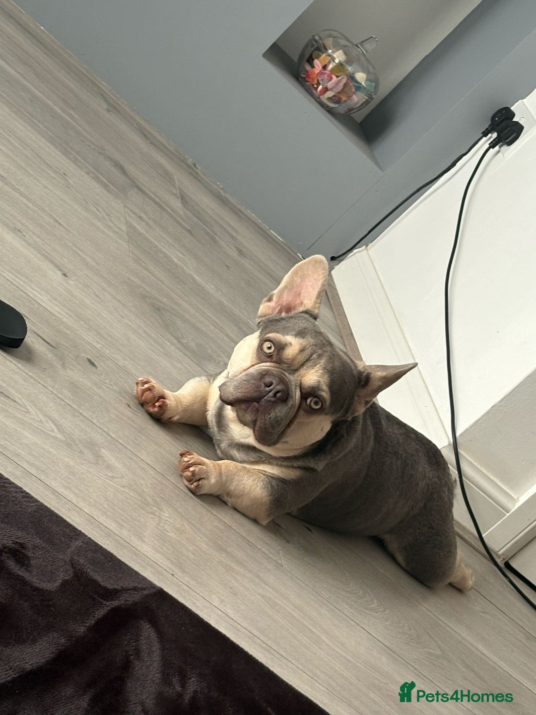 French Bulldog dogs for sale: 2 year old French bulldog male - lilac and tan  - Image 4