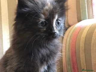 Mixed Breed cats - Advert 33