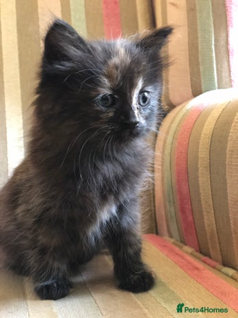 Mixed Breed cats - Advert 7