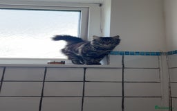 Domestic Shorthair cats for sale: Beautiful puddle of fluff - Image 8
