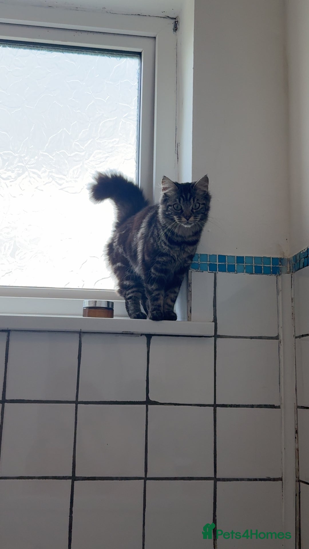 Domestic Shorthair cats for sale: Beautiful puddle of fluff - Image 8