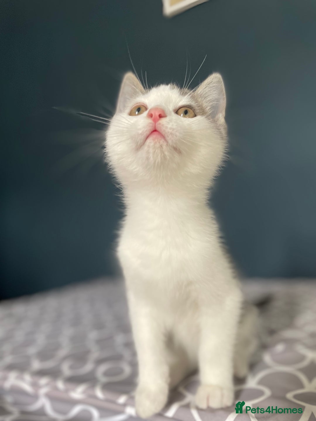 Domestic Shorthair cats for adoption: Cleo & Sage, 4 month old kitten pair  - Advert 7