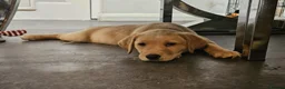 Labrador Retriever dogs for sale: Last girl of our litter  - Advert 3