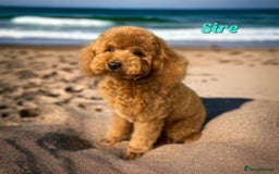 Labradoodle dogs for sale: Gorgeous Labradoodles - Image 15