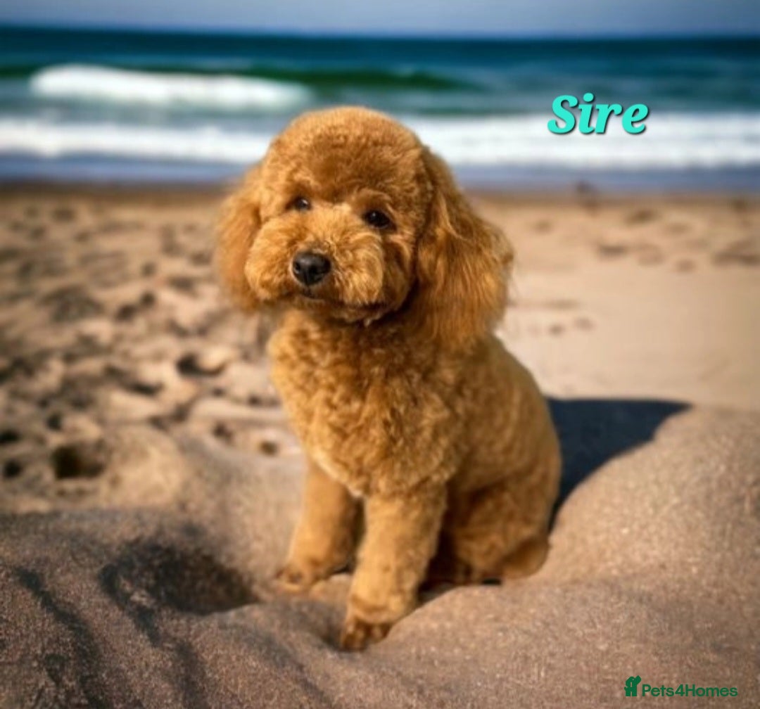 Labradoodle dogs for sale: Gorgeous Labradoodles - Image 15