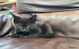 Domestic Shorthair cats for sale: 5 gorgeous little kittens looking for new homes - Image 15