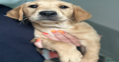 Goldador dogs - Advert 9