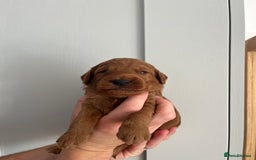 Goldendoodle dogs for sale: Extensively health tested Miniature goldendoodles - Image 7