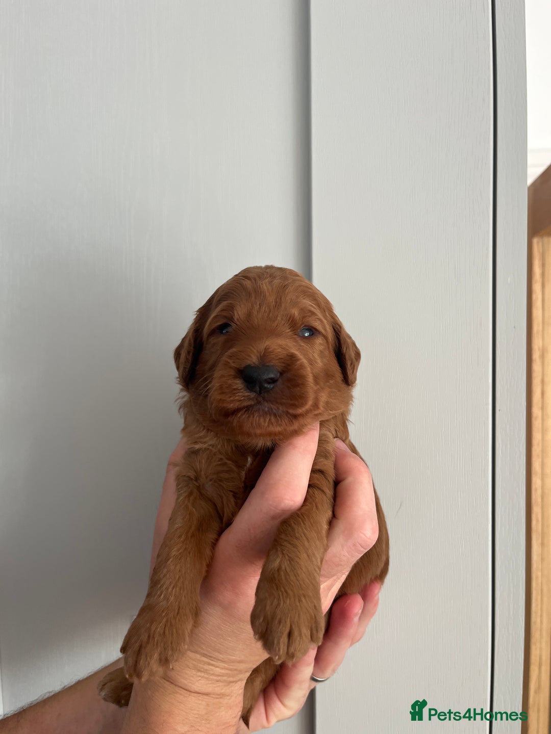 Goldendoodle dogs for sale: Extensively health tested Miniature goldendoodles - Image 7