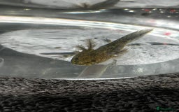 Axolotl reptiles for sale: Juvenile Wild-Type Axolotls - Image 2