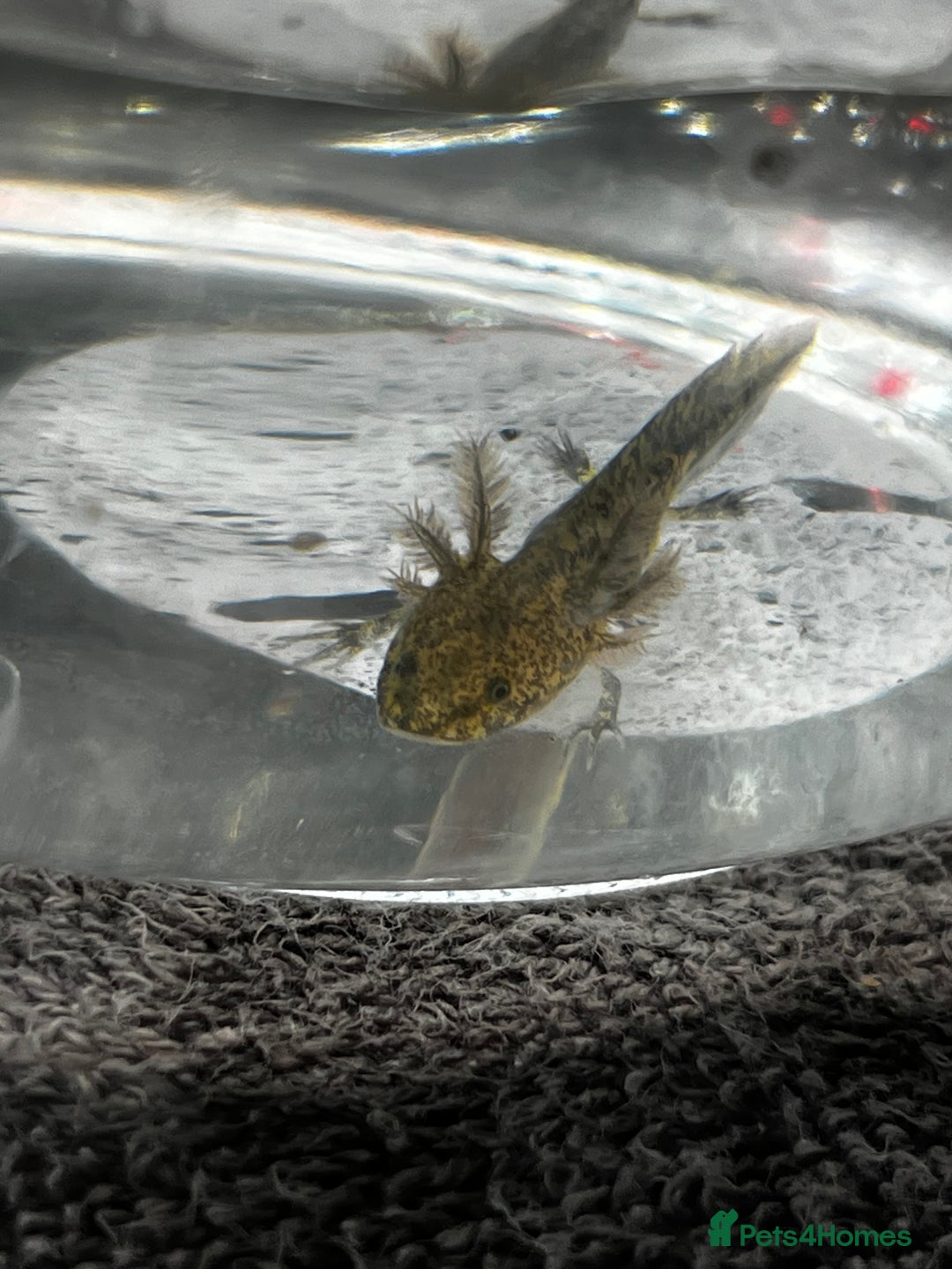 Axolotl reptiles for sale: Juvenile Wild-Type Axolotls - Image 2