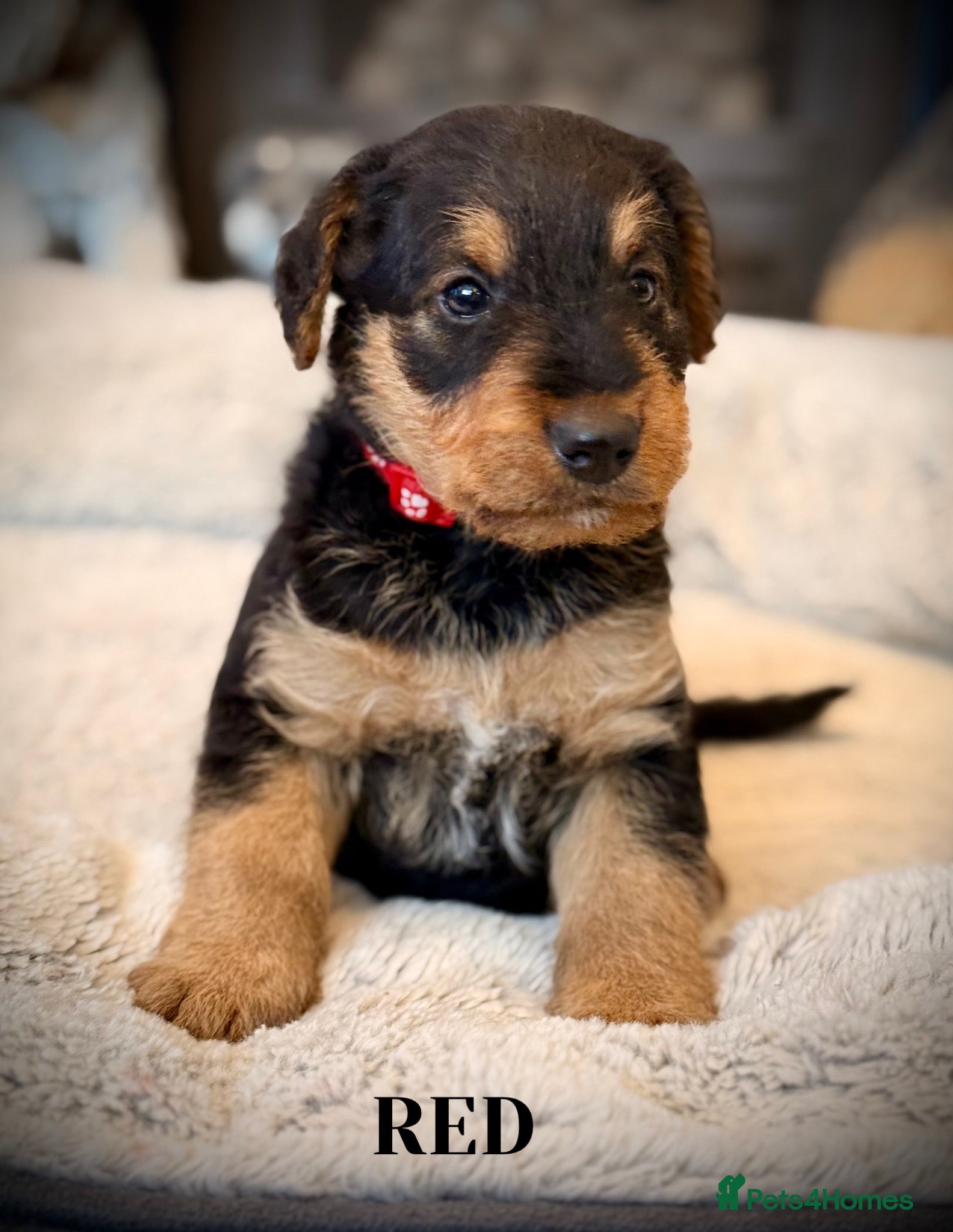 Airedale Terrier dogs ADORABLE AIREDALE PUPS FROM 5 ⭐️ LICENSED BREEDERS - Advert 1