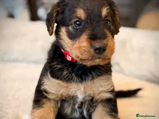 Airedale Terrier dogs ADORABLE AIREDALE PUPS FROM 5 ⭐️ LICENSED BREEDERS - Advert 3