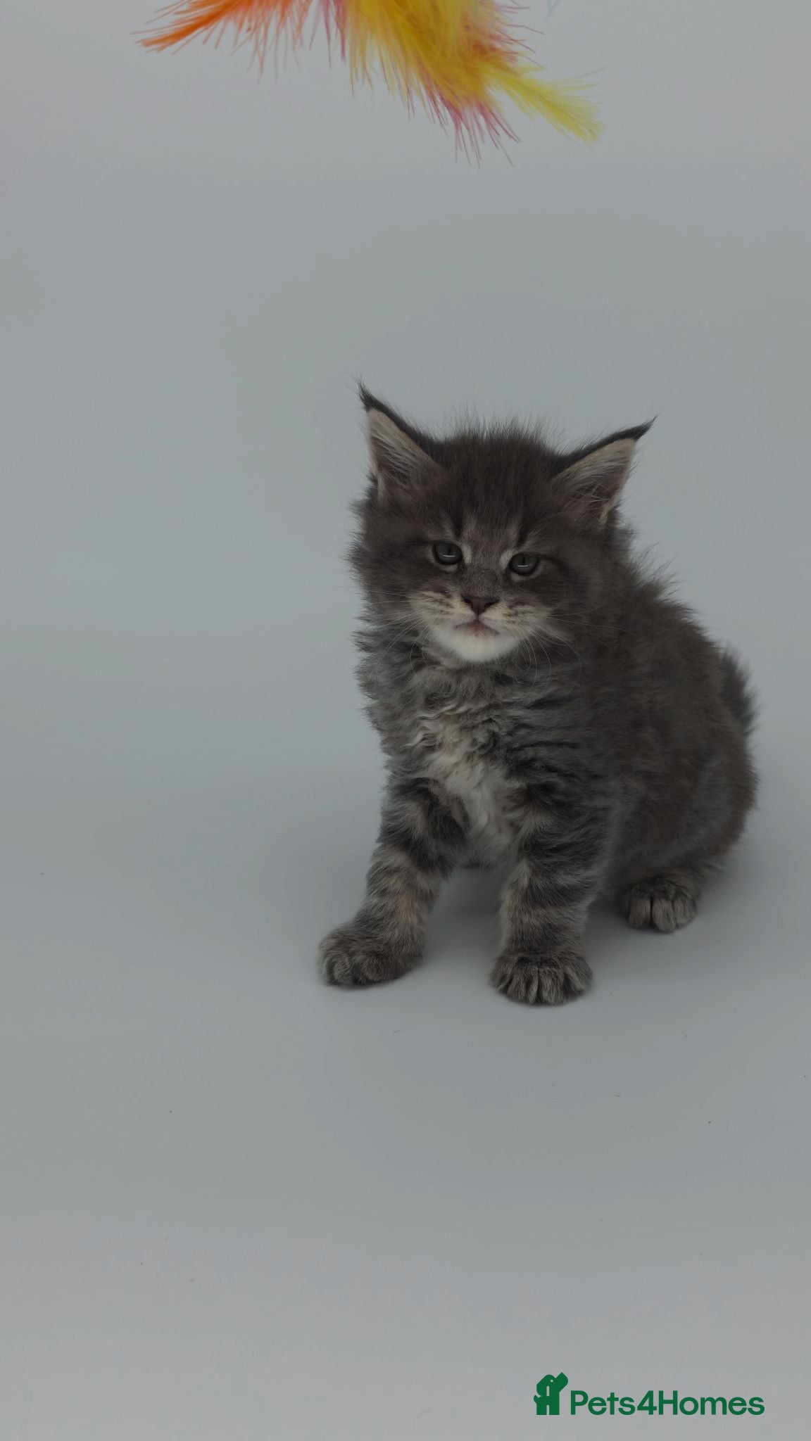 Maine Coon cats Ready Now Tica beautiful Maine Coons boys  - Advert 6