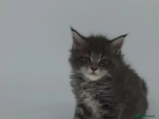 Maine Coon cats Ready Now Tica beautiful Maine Coons boys - Advert 6