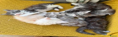 Maine Coon 1