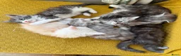 Maine Coon cats for sale:  Beautiful Maine Coon  - Advert 3