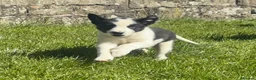 Border Collie dogs for sale: Active Border Collie pups for sale - Advert 3
