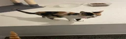 Mixed Breed cats for sale: Here is two beautiful cats one female and one male - Advert 2