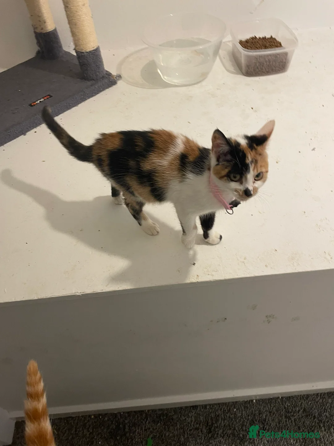 Mixed Breed cats for sale: Here is two beautiful cats one female and one male - Advert 2