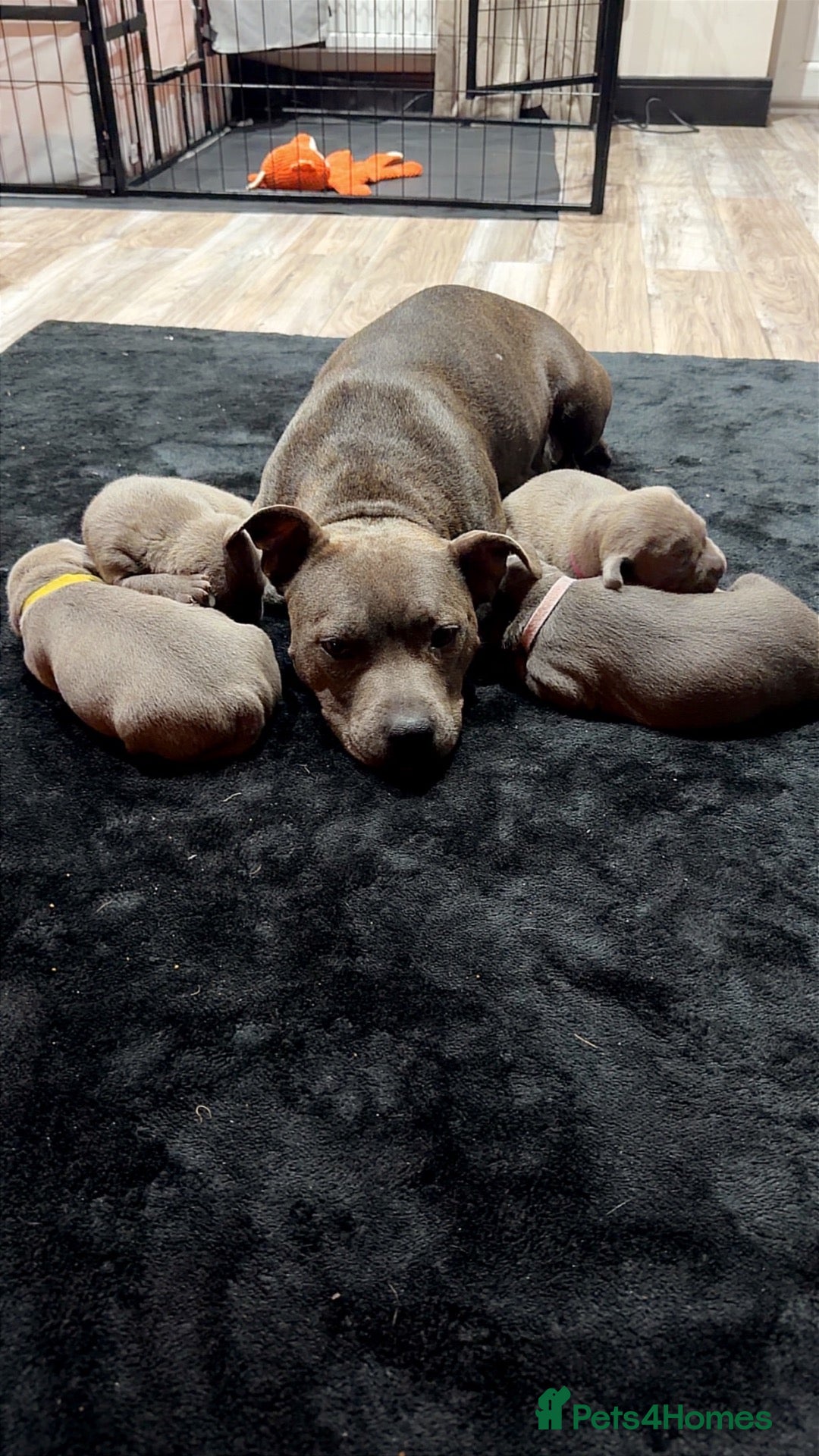Staffordshire Bull Terrier dogs Blue Staffordshire bull terrier girls 💙 - Advert 10