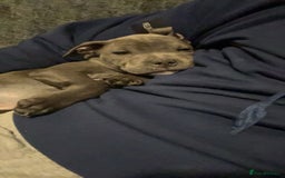 Staffordshire Bull Terrier dogs for sale: Reggie - 2 year old blue/brindle staffy  - Image 10