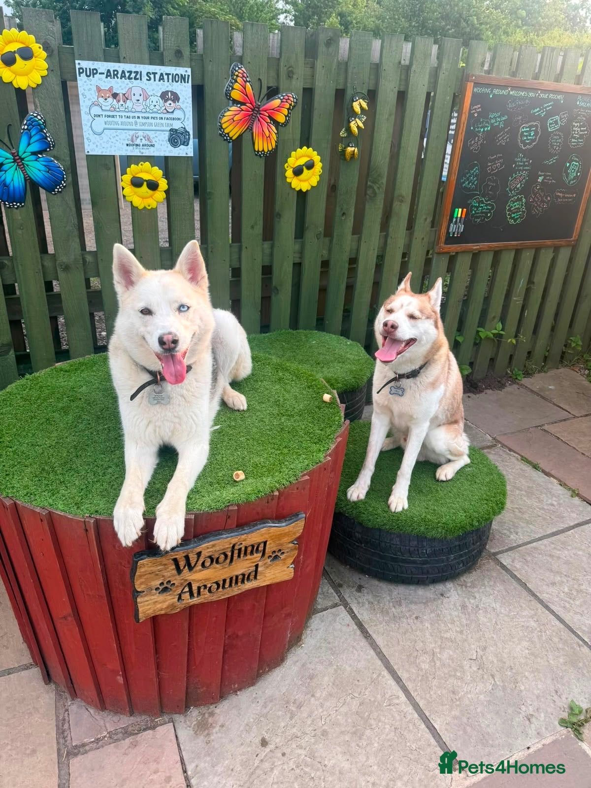 Siberian Husky dogs Male Siberian Husky - Advert 3