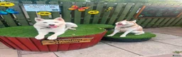 Siberian Husky dogs for sale: Male Siberian Husky - Advert 1