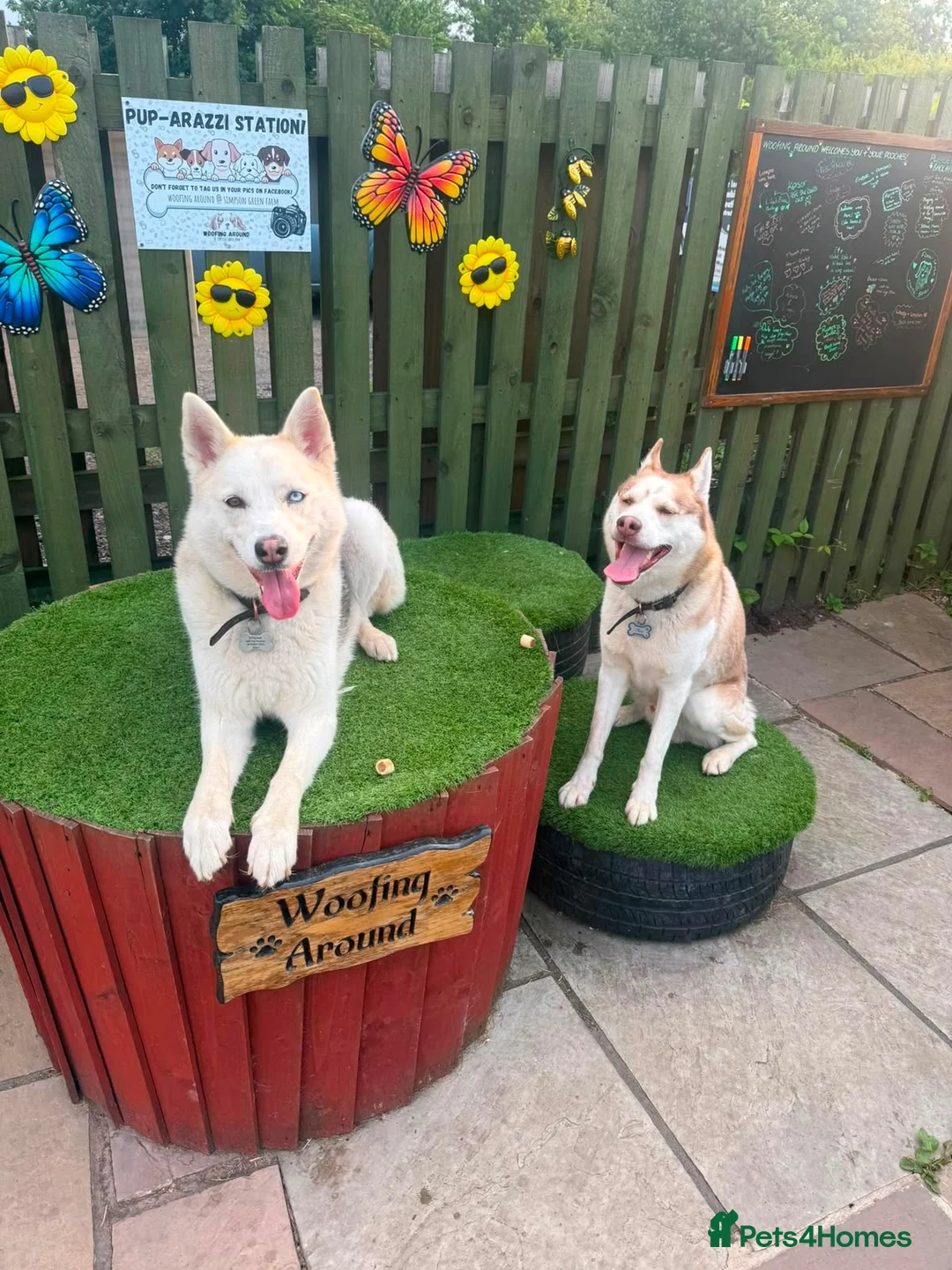 Siberian Husky dogs for sale: Male Siberian Husky - Advert 1