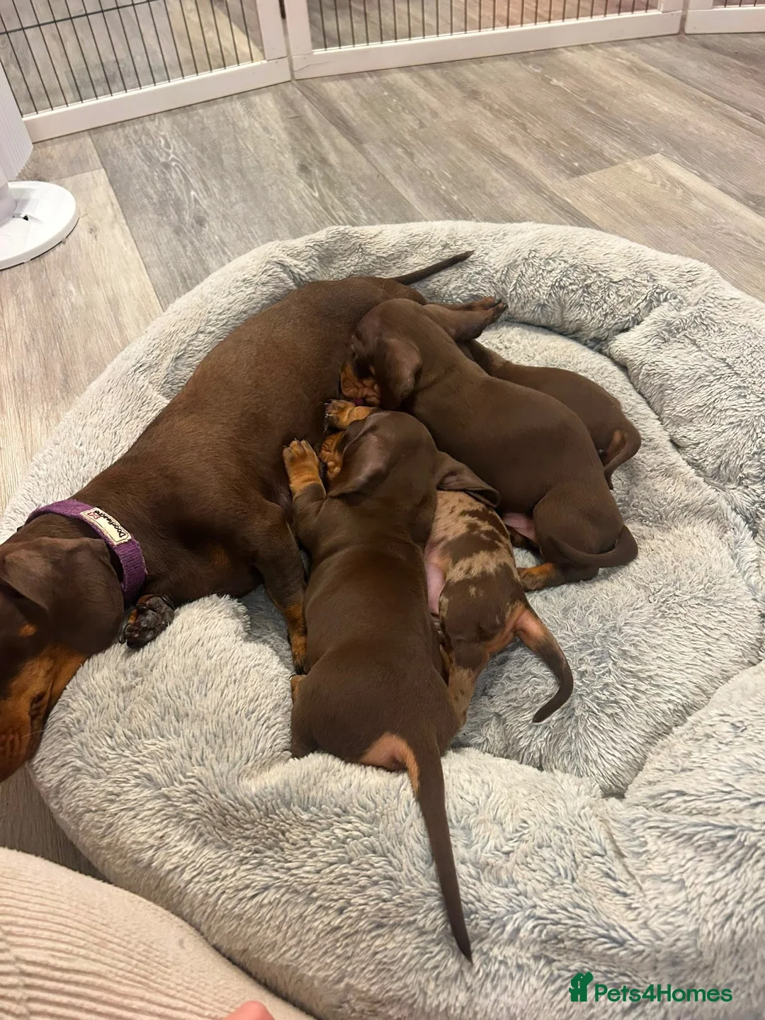 Miniature Dachshund dogs for sale: 1 kennel club miniature dachshund boy ready now in Maidstone - Advert 11
