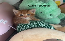 Maine Coon cats for sale: Unique 1/2 Maine Coone Kittens x 4  - Image 11