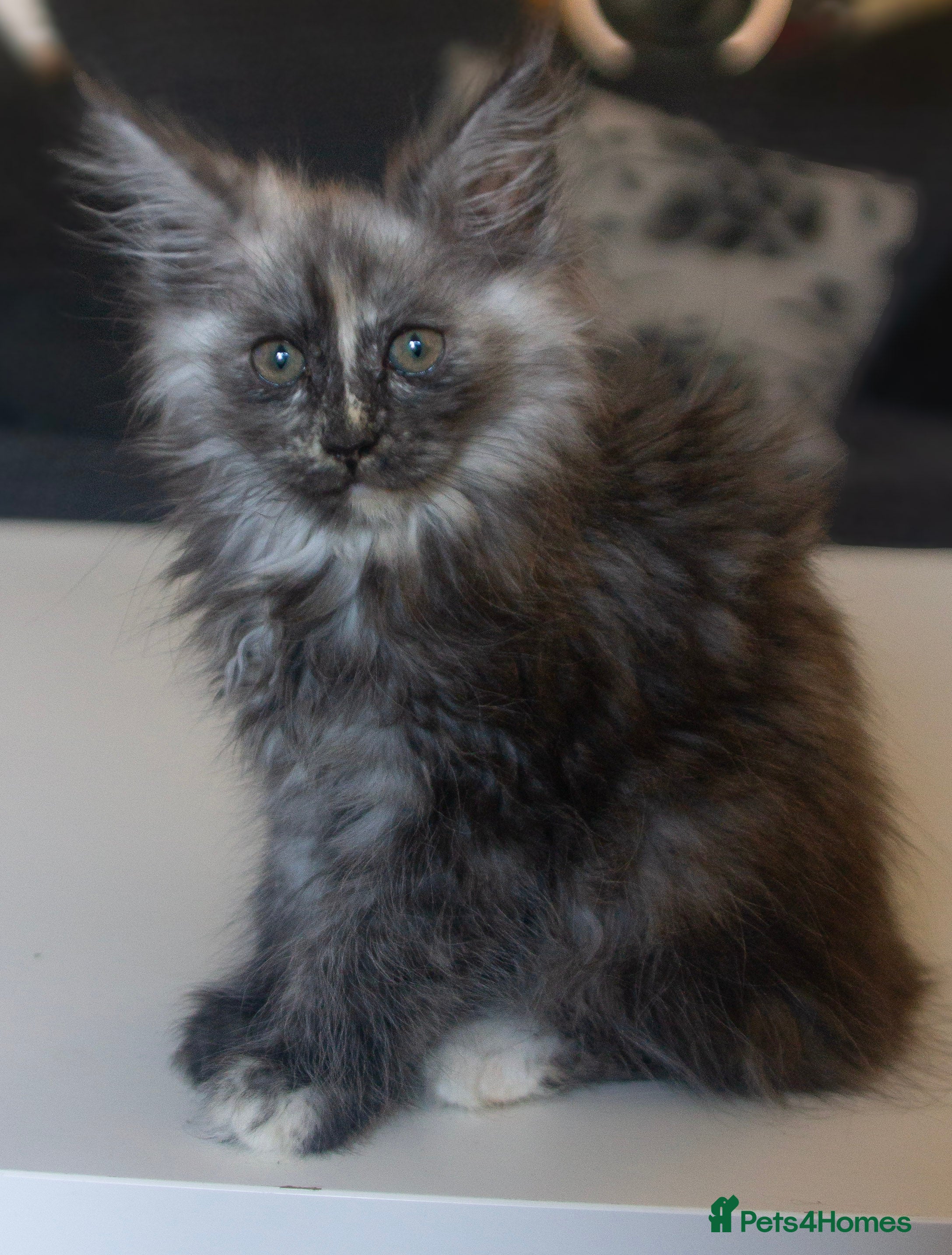 Maine Coon cats TICA Registered Kittens for Sale  - Advert 5