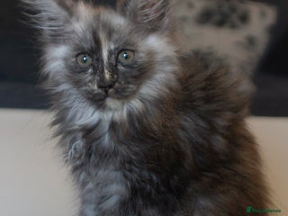 Maine Coon cats TICA Registered Kittens for Sale - Advert 4