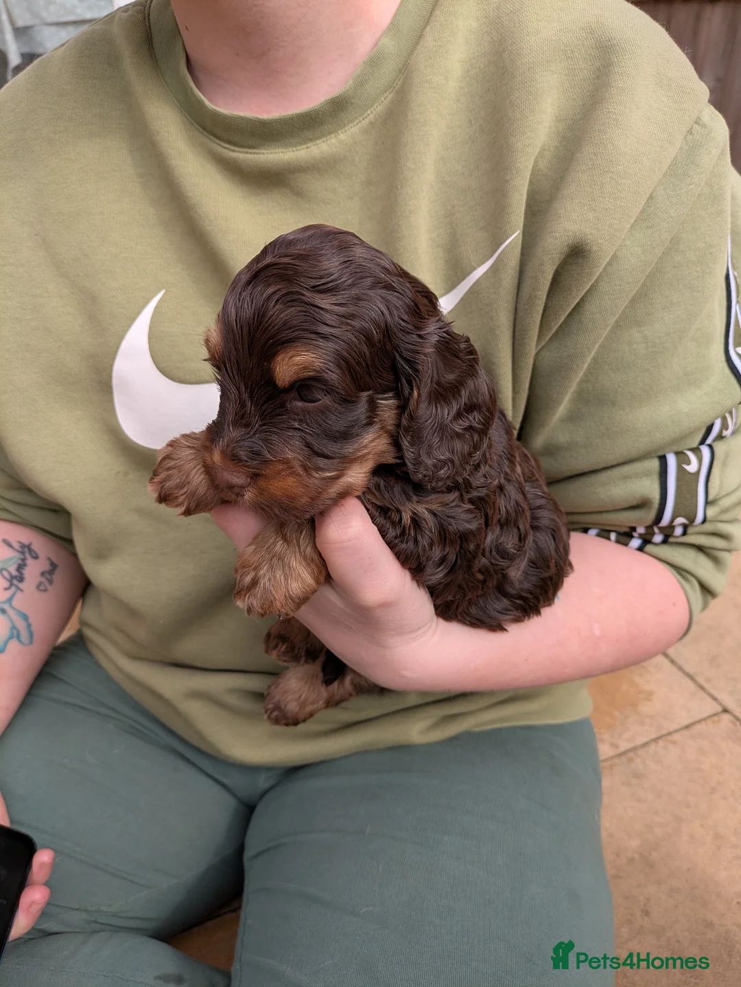 Cockapoo dogs for sale: Health tested choc and parti cockerpoos - Advert 38