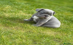 French Bulldog dogs for sale: Gorgeous French Bulldog Puppies For Sale  - Image 10
