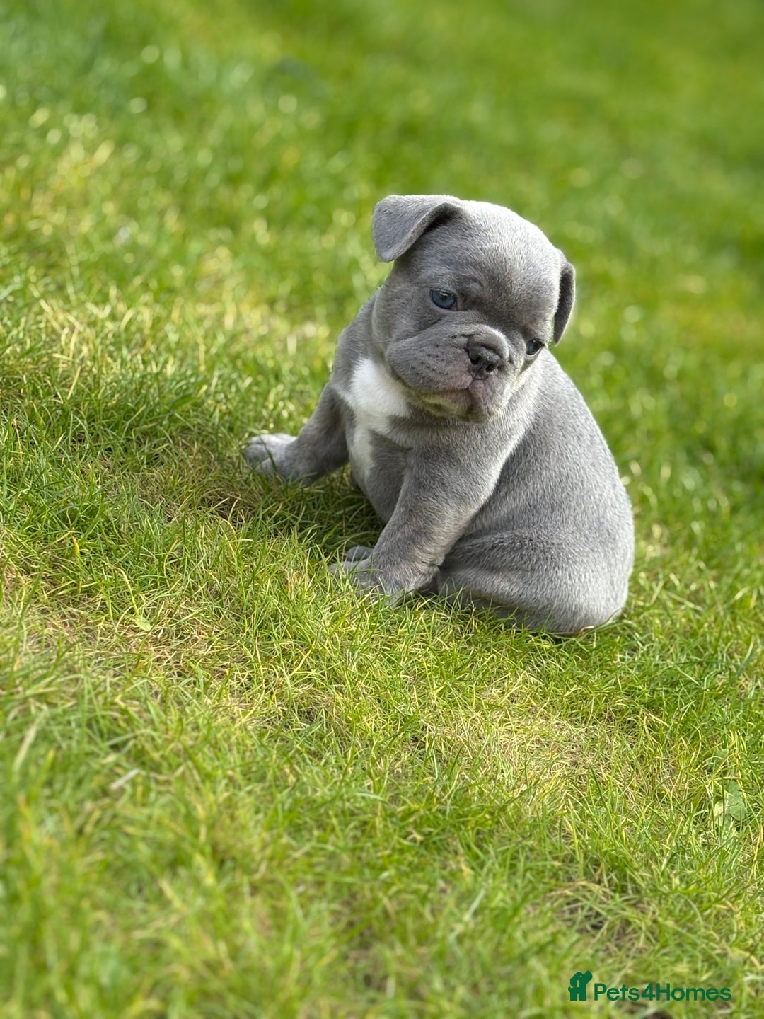 French Bulldog dogs for sale: Gorgeous French Bulldog Puppies For Sale  - Image 10