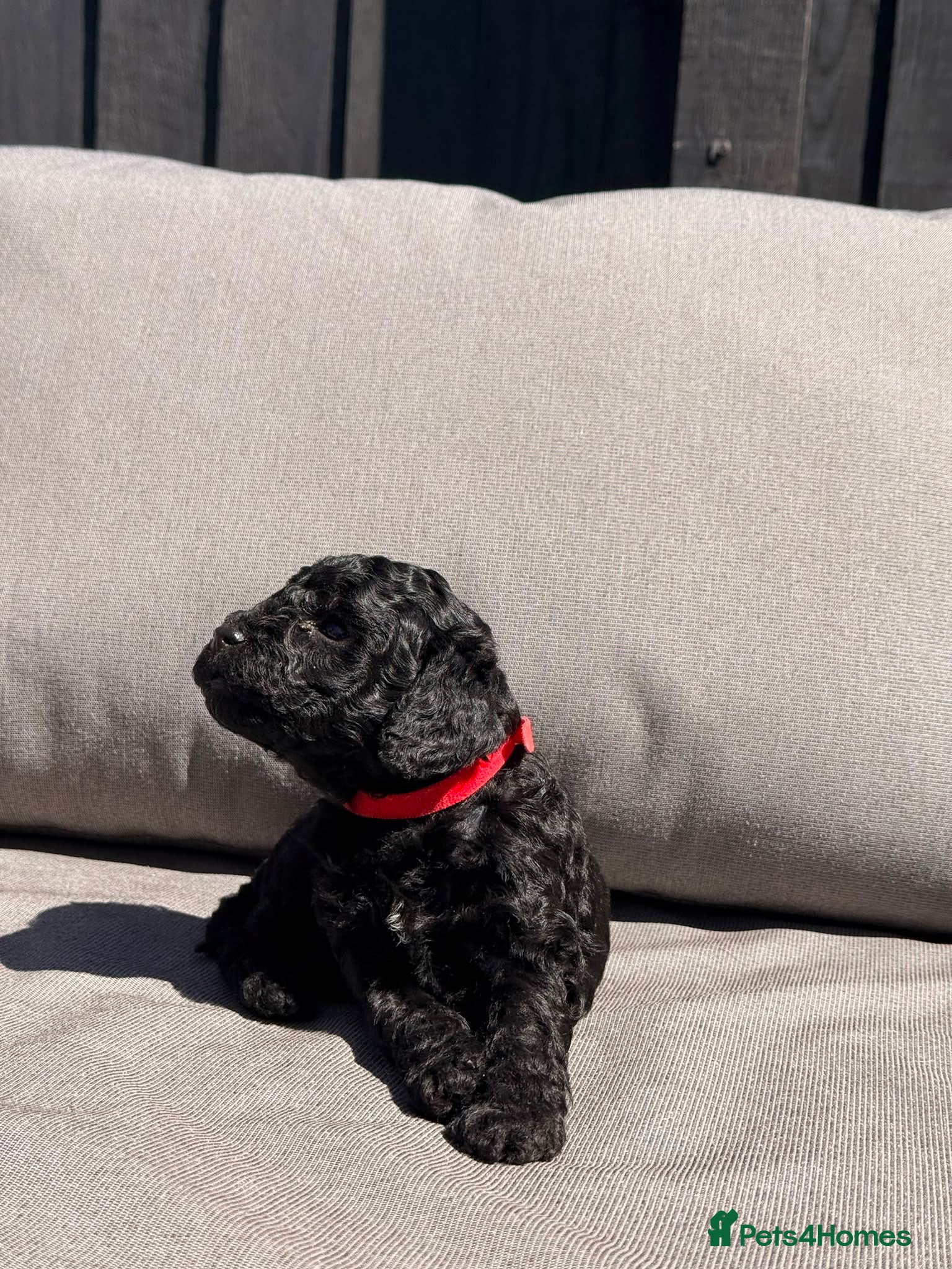 Cockapoo dogs Mr Rodney Murphy  - Advert 2