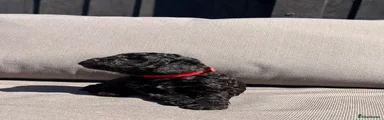 Cockapoo 2