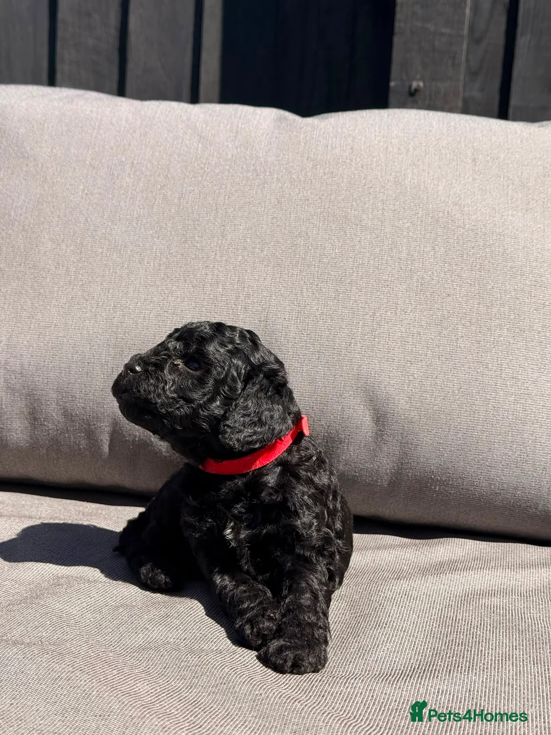 Cockapoo dogs for sale: Mr Rodney Murphy  - Advert 2