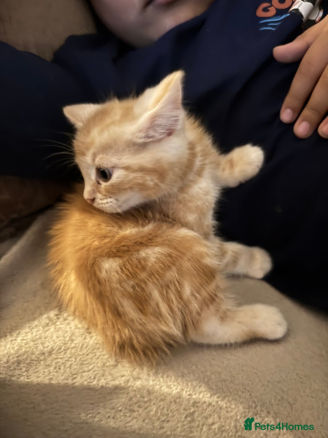 Bengal cats for sale: Bengal and British shorthair mix ginger kitten - Advert 4