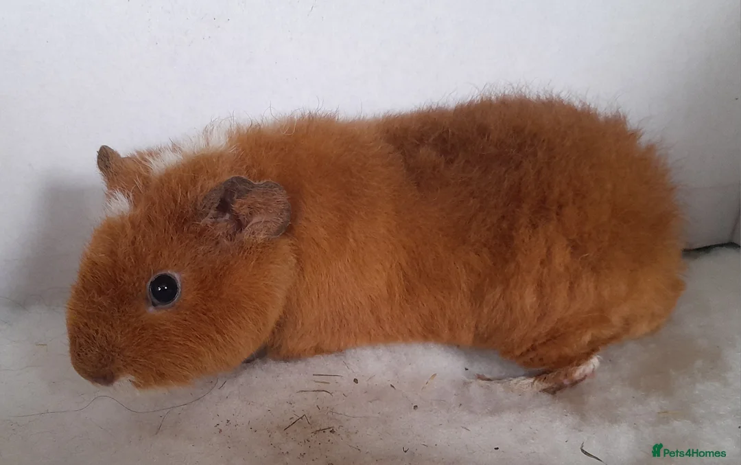 Guinea Pig rodents for sale: 2 x Teddy Guinea Pig Sows - Advert 2