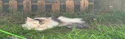 Maine Coon cats for sale: Pet Female calio mainecoon  - Advert 7