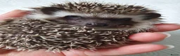 Pygmy Hedgehog rodents for sale: Full pedigree African pygmy hedgehog babies  - Advert 8