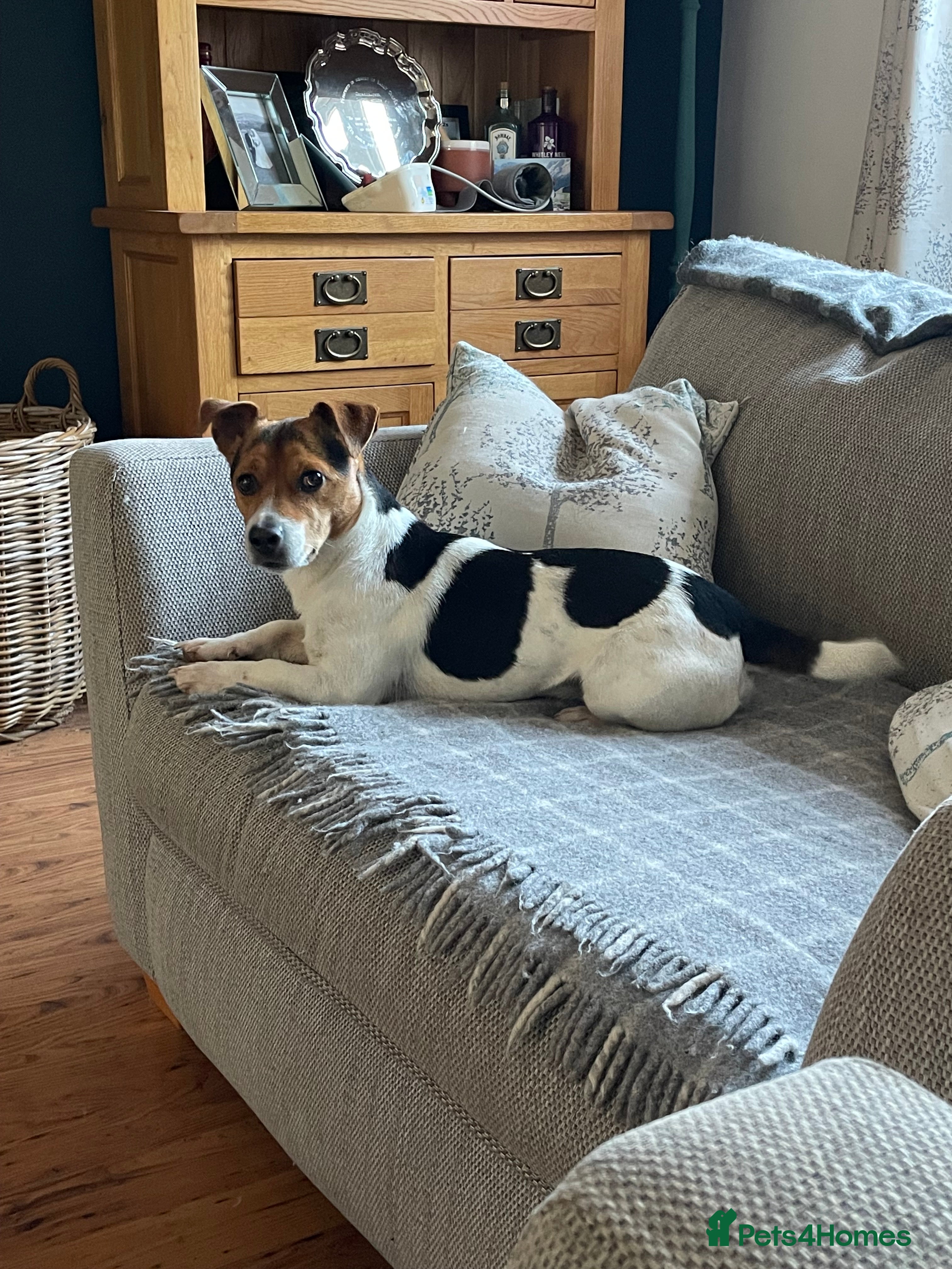 Jack Russell dogs Jack Russel- For STUD - Advert 3