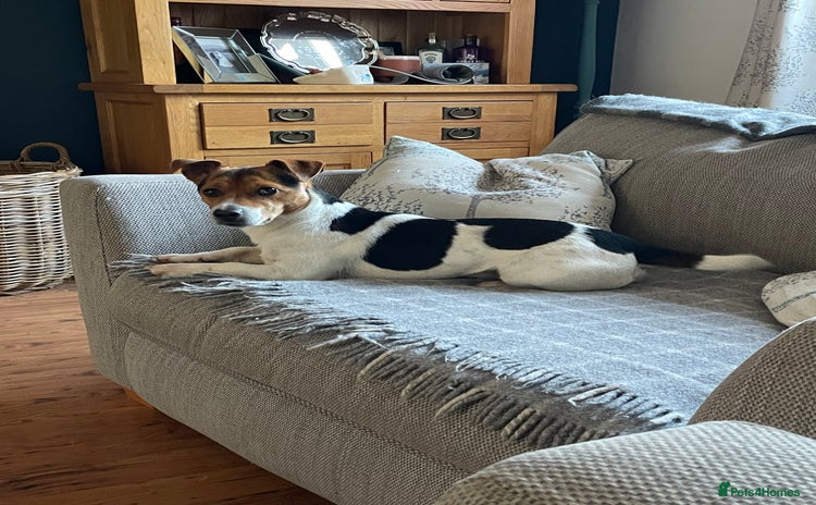 Jack Russell dogs - Advert 1