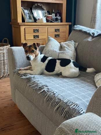 Jack Russell dogs - Advert 1